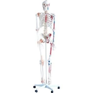 XC-101A life-size human skeleton model (180cm) with painted muscle origins and insertions.