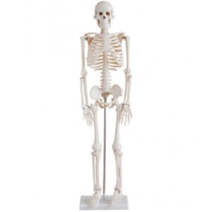 (Best for SEO and accessibility screen readers)"Miniature XC-102 human skeleton model made of durable PVC, showing the 85 cm adult anatomy standing on a stable base with movable joints."