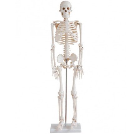 (Best for SEO and accessibility screen readers)"Miniature XC-102 human skeleton model made of durable PVC, showing the 85 cm adult anatomy standing on a stable base with movable joints."