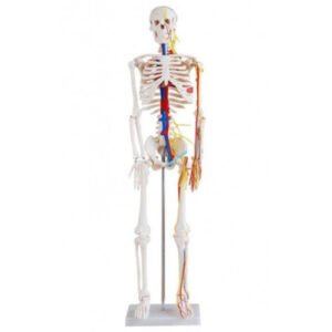 "Anatomical 85cm human skeleton model XC-102B showing detailed nerves and blood vessels on a sturdy stand."