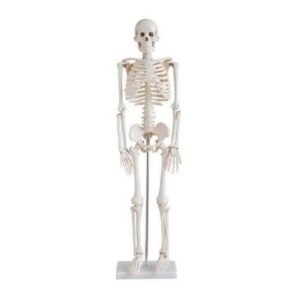 Anatomical 45cm XC-103 mini human skeleton model with removable limbs and skullcap, mounted on a vertical display stand.