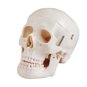 Anatomy model of Deluxe Life-Size Skull Style D made of PVC
