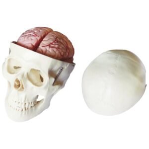 Educational life-size Skull Model with 8 Parts Brain (XC-104E)