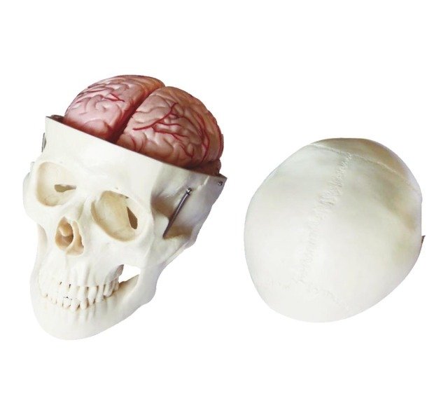 Educational life-size Skull Model with 8 Parts Brain (XC-104E)