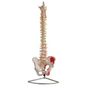 XC-105A Vertebral Column with Pelvis and Painted Muscles