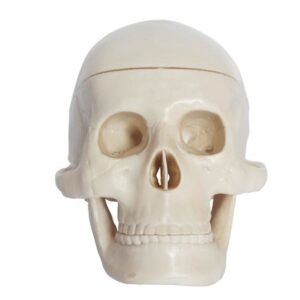 Anatomical Miniature Plastic Skull (XC-106) with removable calvarium and spring-hinged jaw.