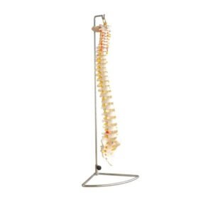 Life-Size Vertebral Column (XC-107) Flexible Anatomical Model with Nerve Roots and Herniated Disc.