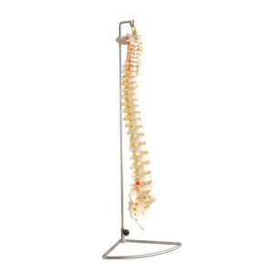 Life-Size Vertebral Column (XC-107) Flexible Anatomical Model with Nerve Roots and Herniated Disc.