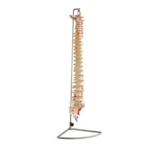 Human life-size flexible vertebral column model with painted muscle origins and insertions.