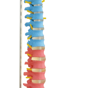 Life-size didactic colored spinal column model with visible nerve roots and spinal cord