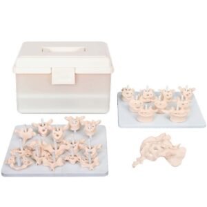 Life-Size Disarticulated Human Spine Model XC-107D with individual vertebrae