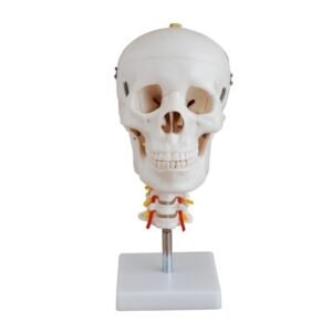 Life-size White XC-135 human skull model flexibly mounted on a cervical spine featuring dissectible calvarium, moveable jaw, and cervical nerves.