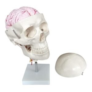 Life-size human skull with detachable 8-part brain and cervical vertebra column