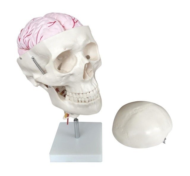 Life-size human skull with detachable 8-part brain and cervical vertebra column