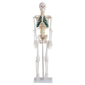 Anatomical 85 cm half-size human skeleton model XC-102A showing spinal nerve roots and vertebral artery