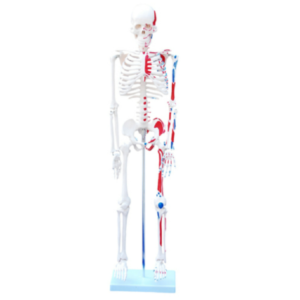 85CM Anatomical Human Skeleton Model with Numbered painted muscles on an 85CM anatomical human skeleton model (XC-102C) showing origin points in red and insertion points in blue.