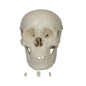 "Life Size Skull XC-104 anatomical model made of PVC featuring a cut calvarium and removable lower teeth.