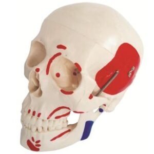 Anatomical plastic XC-104B life-size human skull model with colored muscle attachments.