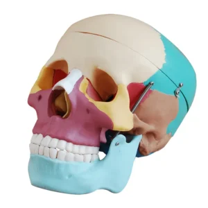 Human anatomy adult XC-104c life size skull model with colorful painted bones for educational study.