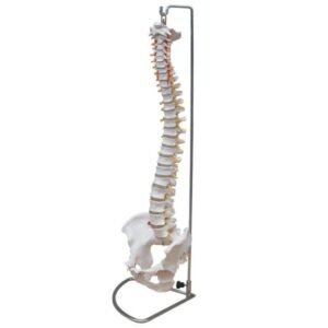 Life-size anatomical model of the human vertebral column with pelvis and spinal cord on a chrome stand.