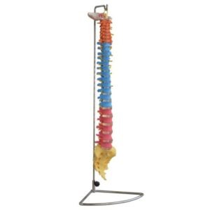 Life-size didactic vertebral column model with color-coded vertebrae on a display stand