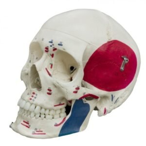 XC-104B Human Skull Model
