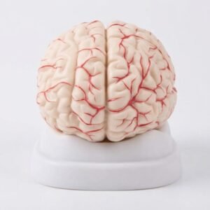 XC-308 Human Brain with Arteries Model