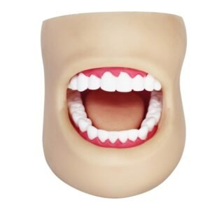 Dental Care Model With Cheek XC-403D