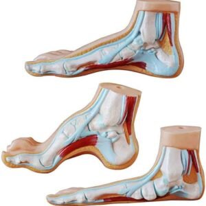 Normal Flat and Arched Foot Model XC-326