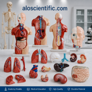 XC-207 42CM Sexless Torso 18 Parts anatomy model
