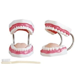 XC-403A Dental Care Model 32 Teeth for dental training