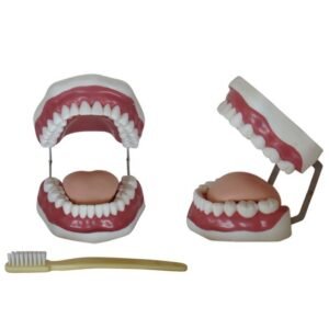 XC-403 Dental Care Model 28 Teeth for dental training
