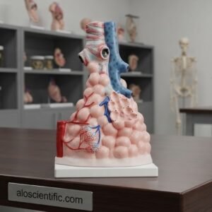 XC-302 Magnified Pulmonary Alveoli Model for anatomy teaching