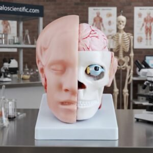 Head with Brain Model XC-318B
