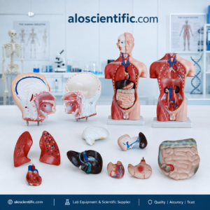 XC-202A 42CM Male Torso 13 Parts anatomy model