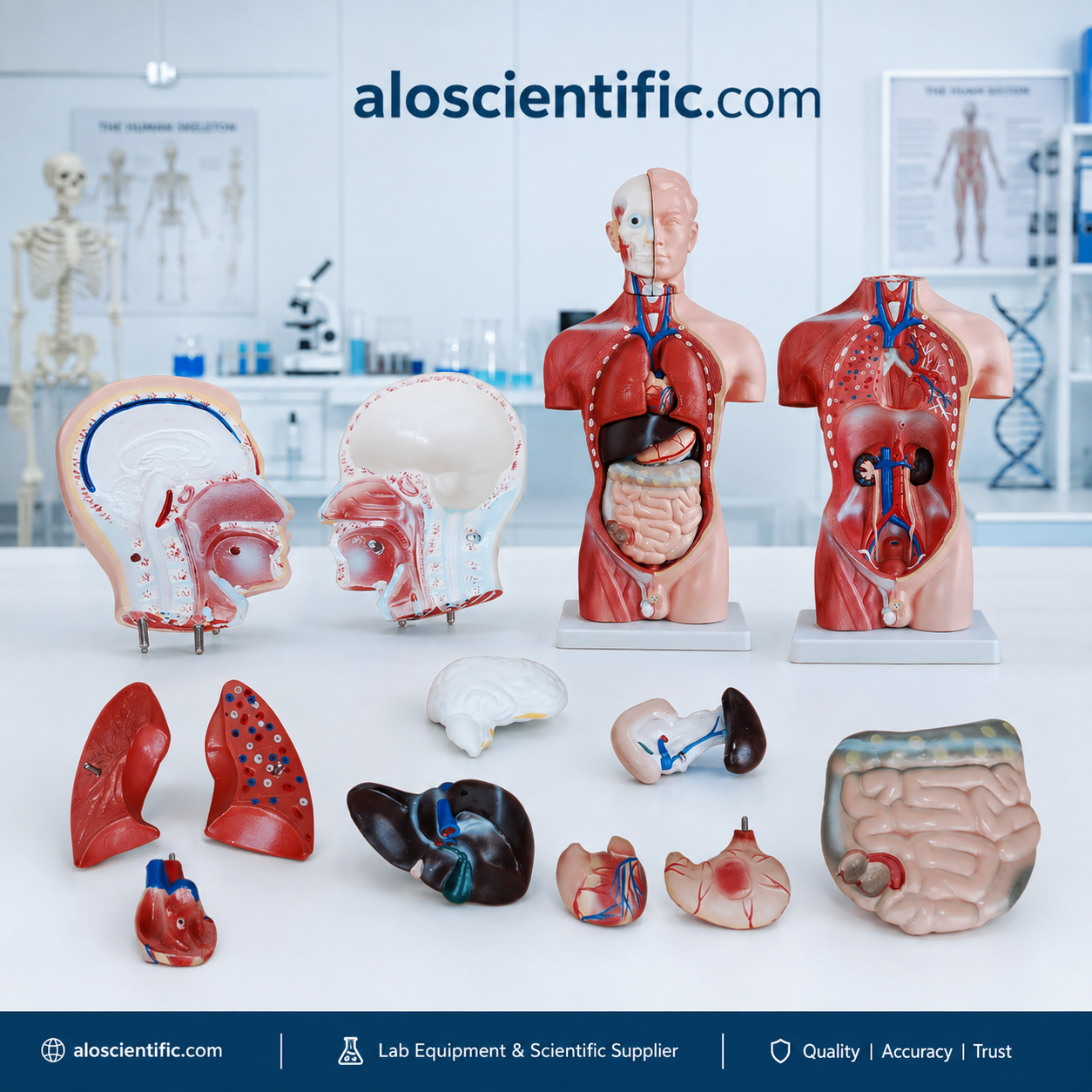 XC-202A 42CM Male Torso 13 Parts anatomy model