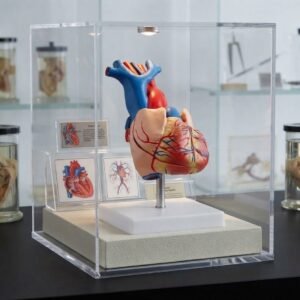 Life-Size Heart Model XC-307A
