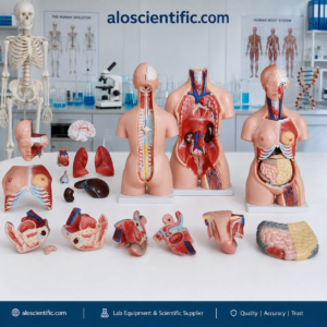 XC-204 85CM Unisex Torso 23 Parts anatomy model