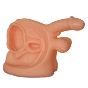 Advanced Male Genital Organs Model XC-331C