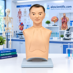 Advanced Nasogastric Intubation Training Model XC-454B