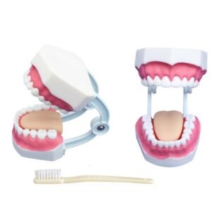 Small Dental Care Model 28 Teeth XC-403B