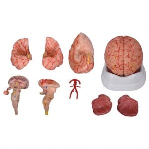 Brain with Arteries 9 Parts, Brain with Arteries Model , 9 Parts Brain Model , Human Brain Anatomy Model , Brain Artery Model