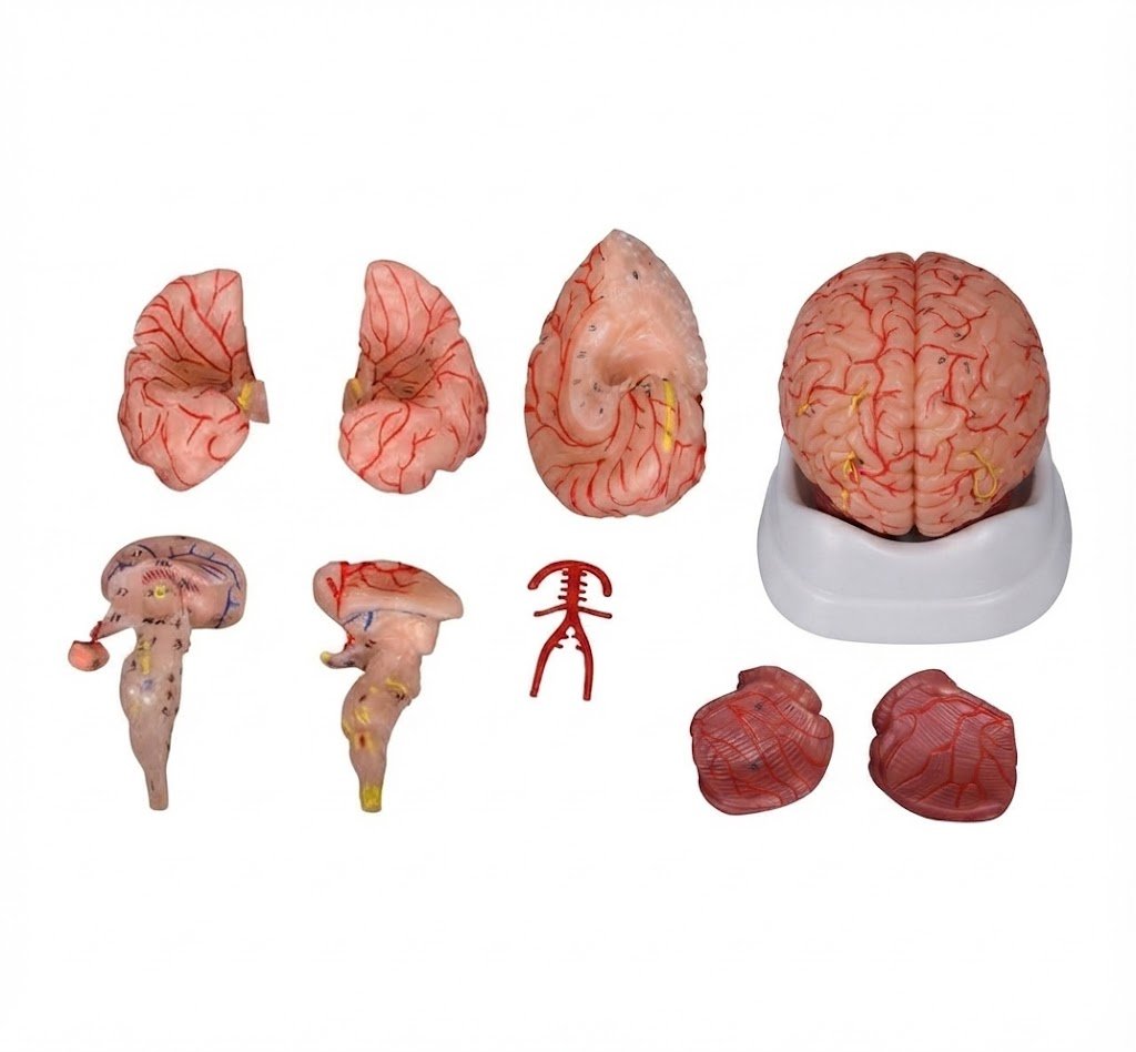 Brain with Arteries 9 Parts, Brain with Arteries Model , 9 Parts Brain Model , Human Brain Anatomy Model , Brain Artery Model