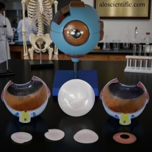 Giant Eye Model XC-316 for human eye anatomy study
