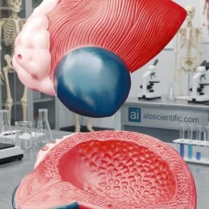 Expansion Model of Urinary Bladder XC-317