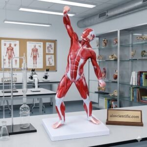 50CM Human Muscle Model Male 1 Part