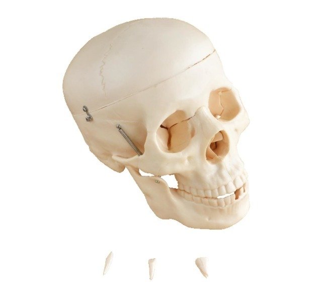 XC-104 Life-Size Skull Model for Medical and Anatomy Education Price in BD - Image 2