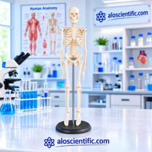 XC-103 45CM Mini Skeleton Model for human anatomy education